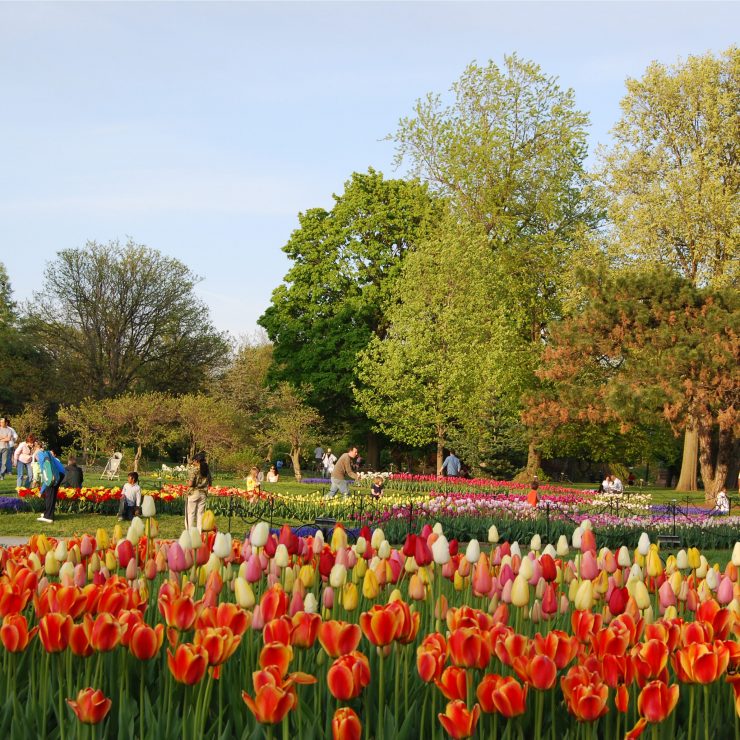 Tiptoe through the Tulips of Washington